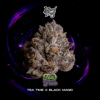 Tea Tree (Tea Time x Black Magic) 3 seeds