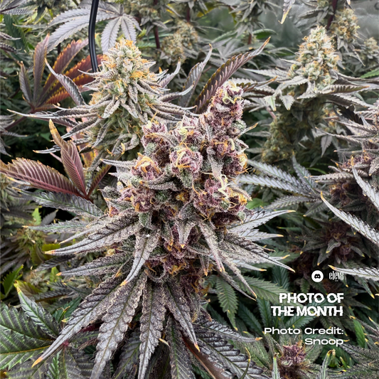 White Serpent (Forbidden Fruit x White Truffles) 3-Pack + 1 Gorilla Glue #4