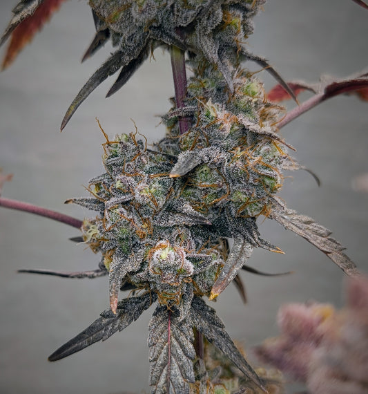 Wotans Dream (Reg) 10 seeds