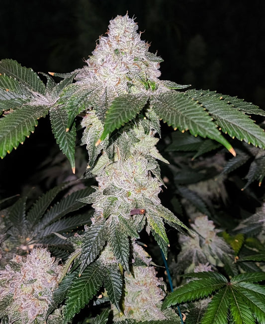 Wrank S1 (Wrank #5 x Wrank #5) 5 fem seeds
