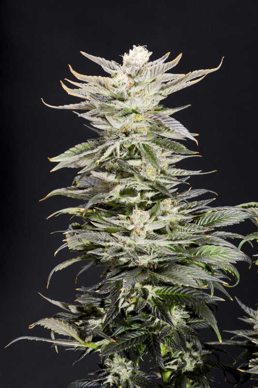 XTC OG (Thin Mint Girl Scout Cookies x Tahquitz OG) 3-Pack