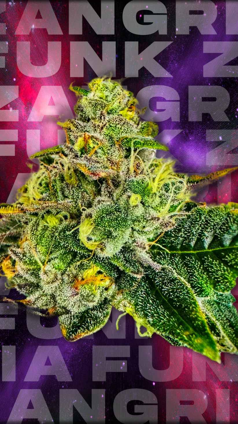 ZANGRIA FUNK (CHEM D x ZANGRIA) 7-Pack FEM