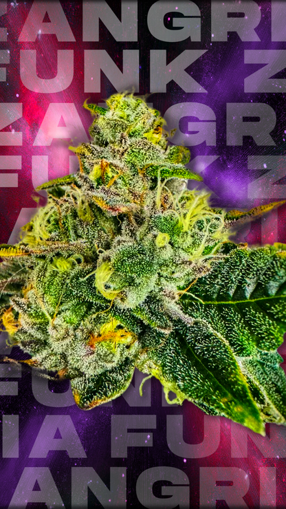 ZANGRIA FUNK (CHEM D x ZANGRIA) 7-Pack FEM