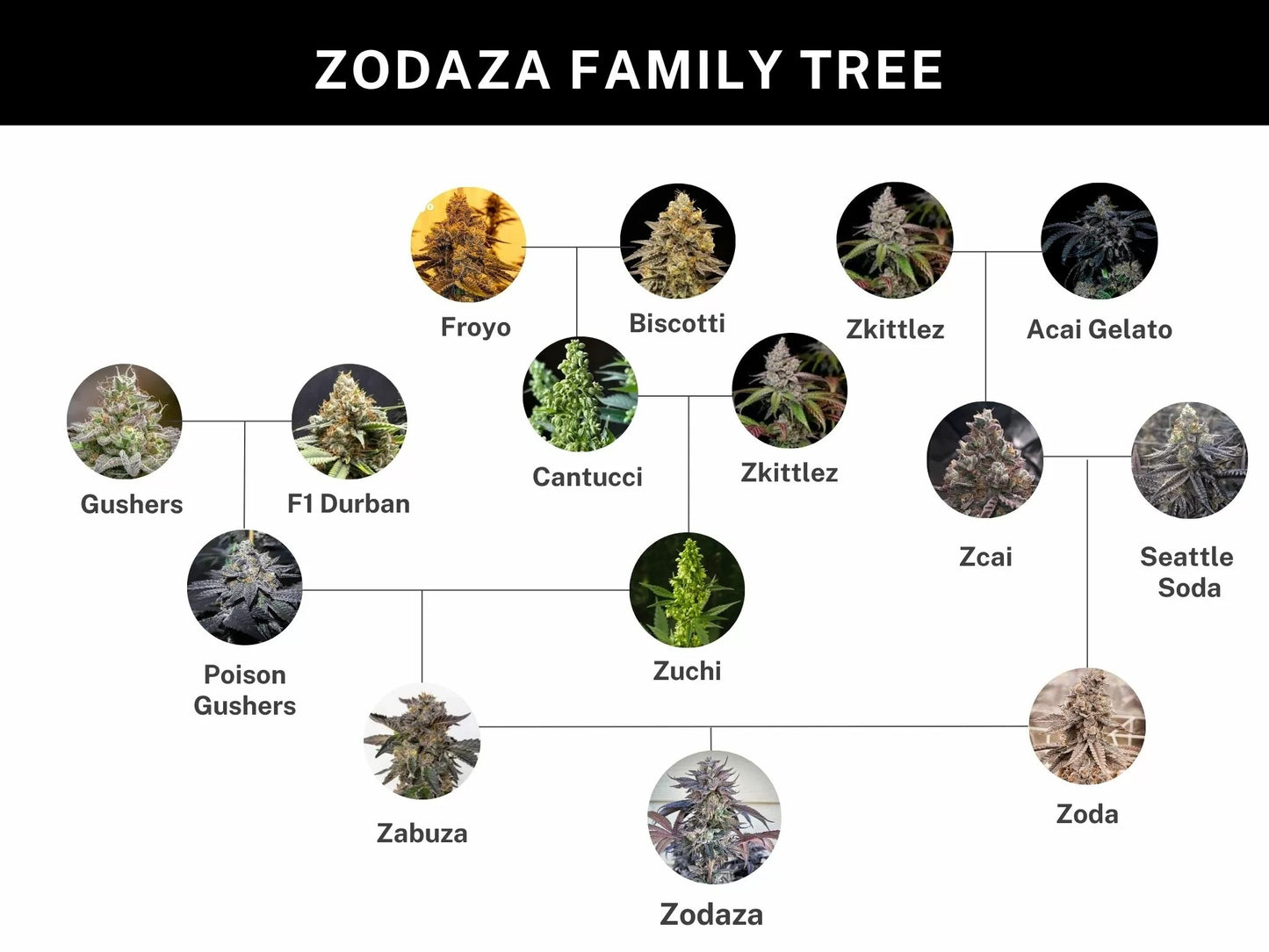 Zodaza (Zabuza #24 x Zoda) 6-pack + 3 Sour D x Zoda