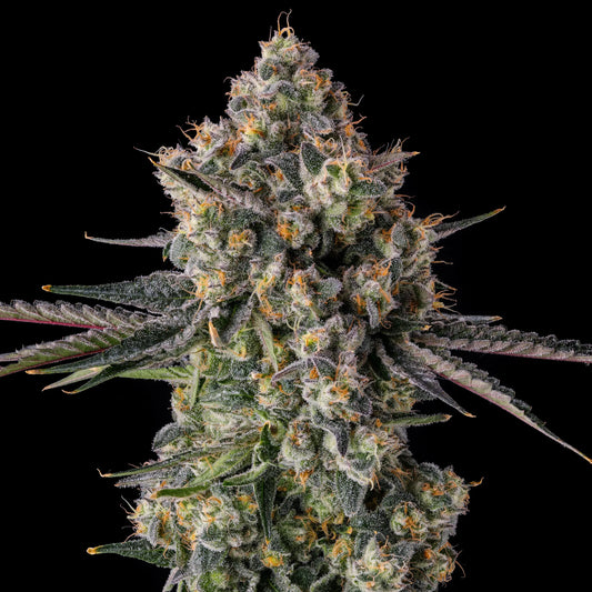 Zhampagne (BLUE NERDZ (BLUE COOKIES X Z) X PAVÈ) 7 seeds