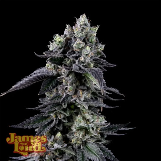 Zour Diesel (Weasel's Diesel x ZBX) 3-Pack