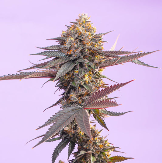 A to Z (Apples & Bananas x Zoap S1) - Gas Station