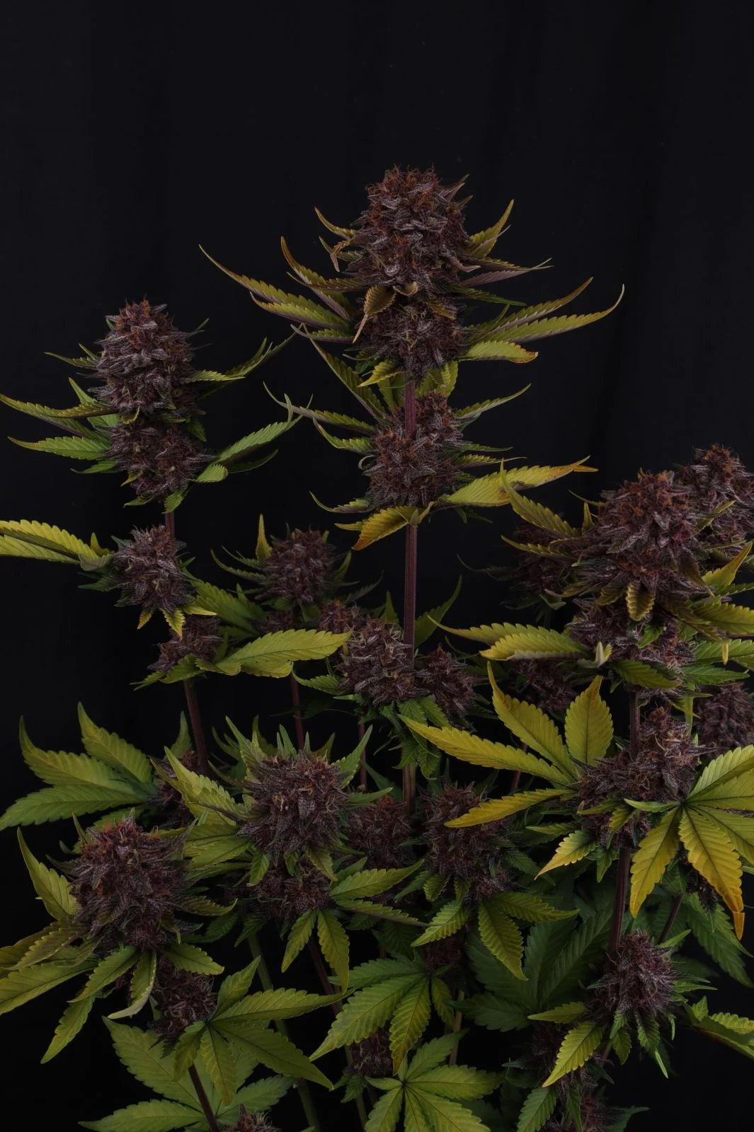 Purple Lemonade Auto RF3™ 7 seeds + 1 Gorilla Z Auto
