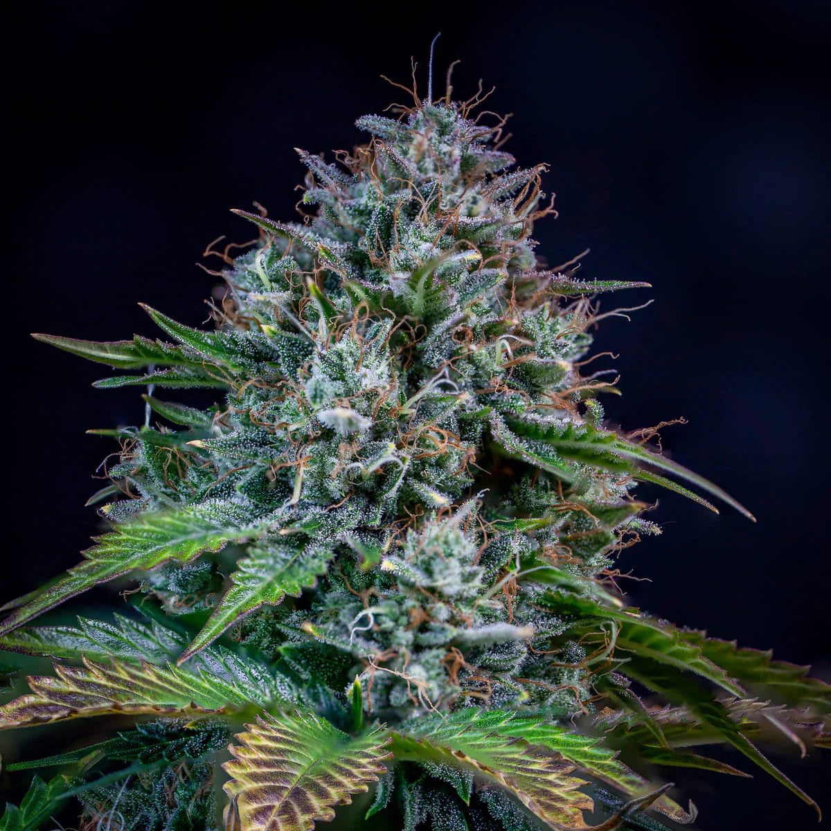 Creme de la Chem (Stardawg Illuminati Cut x Chemdoggin) 3-Pack