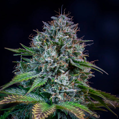 Creme de la Chem (Stardawg Illuminati Cut x Chemdoggin) 3-Pack