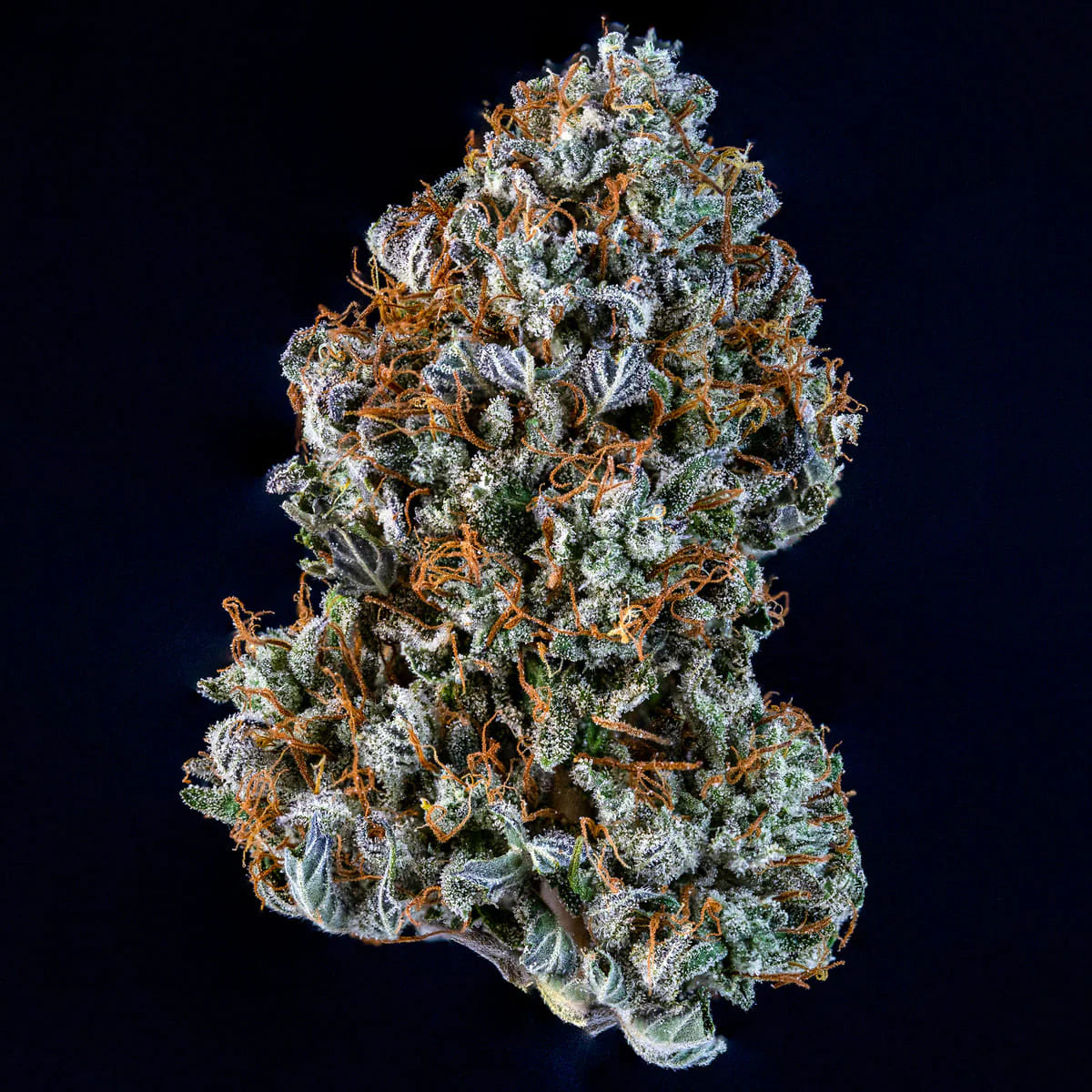 Creme de la Chem (Stardawg Illuminati Cut x Chemdoggin) 3-Pack