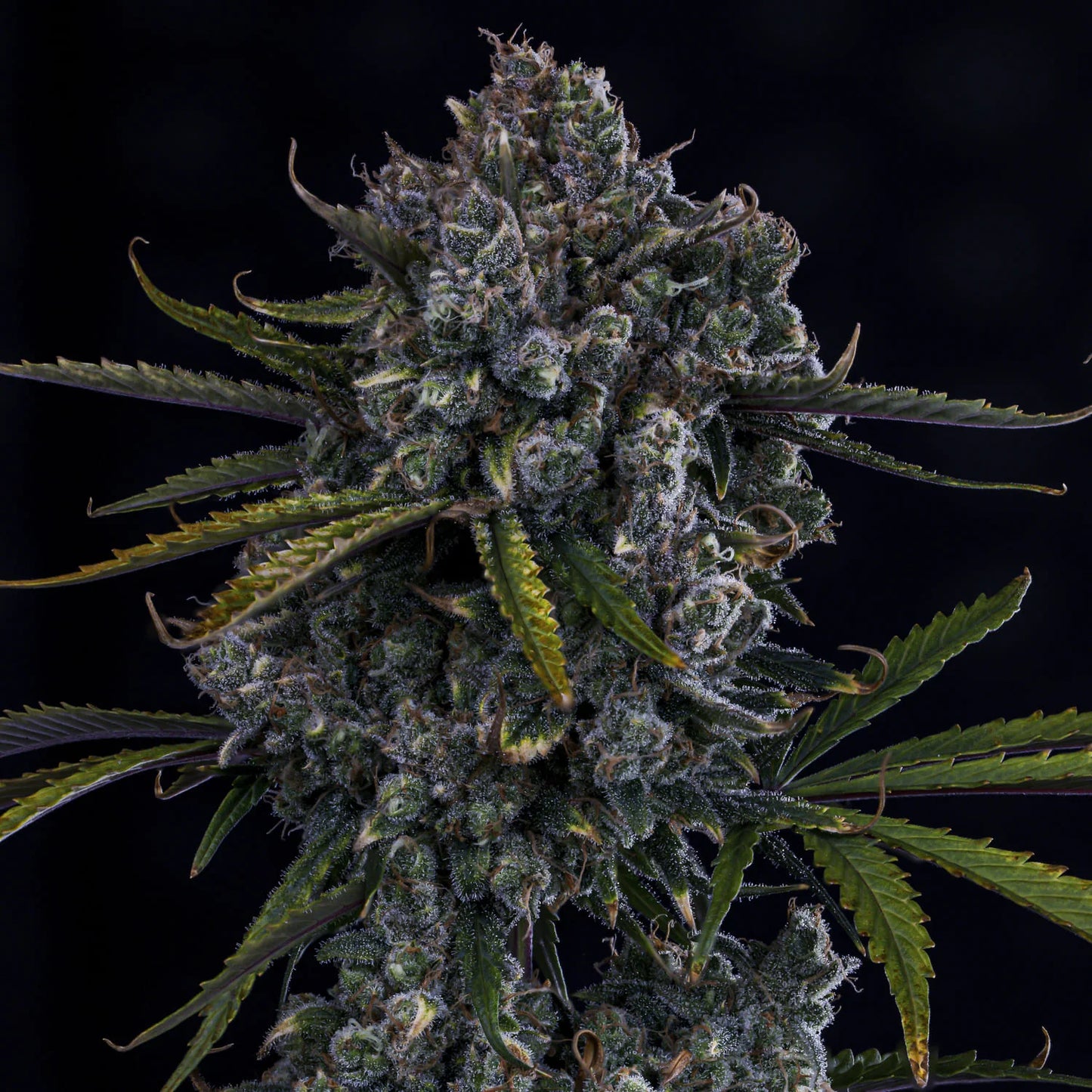 HubbaBubbaHaze (G13/haze (Mr. Nice Seeds) x Hubbabubbasmelloscope F5) 3-Pack