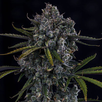 HubbaBubbaHaze (G13/haze (Mr. Nice Seeds) x Hubbabubbasmelloscope F5) 3-Pack