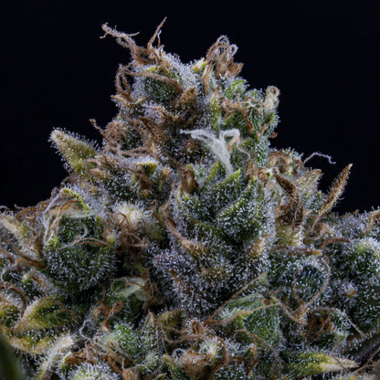 HubbaBubbaHaze (G13/haze (Mr. Nice Seeds) x Hubbabubbasmelloscope F5) 3-Pack