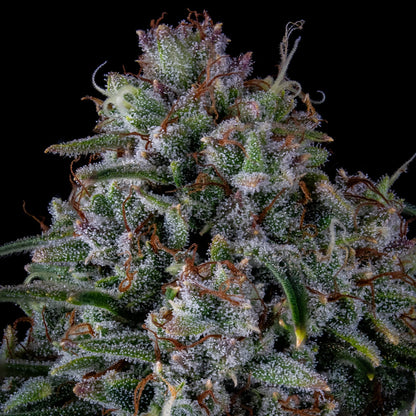 Skywalker (Skywalker Kush Cut (selected from DNA seeds) x Triangle F3) 3-Pack
