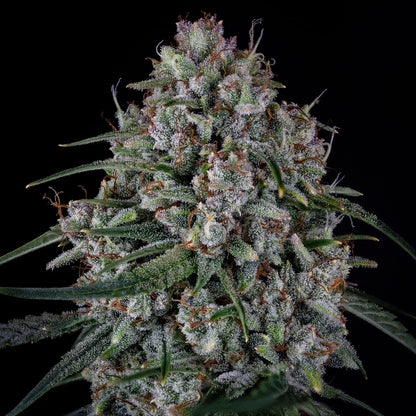 Skywalker (Skywalker Kush Cut (selected from DNA seeds) x Triangle F3) 3-Pack