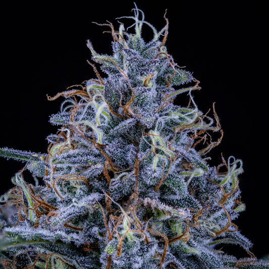 Sundae Thumper (Gelato #45 (AKA Michael Jordan) (Sunset Sherbet x Thin Mint Cookies) x Forum Stomper) 3-Pack