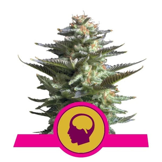 Amnesia Haze - Gas Station