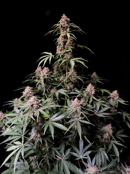 Amnesia Zkittlez Auto 5-Pack + 1 Gorilla Zkittlez Auto