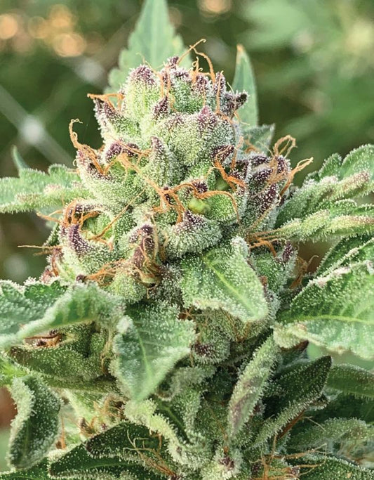 Apple Blossom Auto (Blueberry Muffin x Dream Queen x Sour Apple Auto) 5-Pack