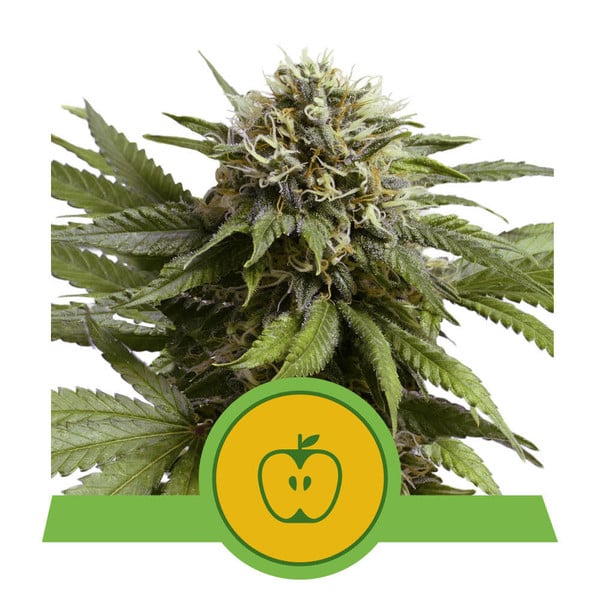 Apple Fritter Auto