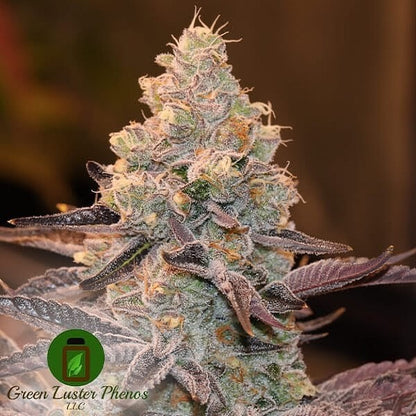 Diesel Dessert CBD/THC 2:1 (Sour Diesel x Mustard Berry) 6 seeds