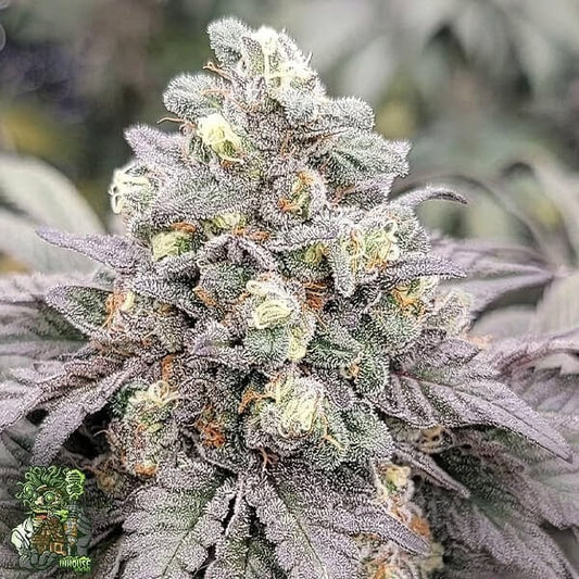 Drizzle (Juicy J x Slurricane #44) 3 seeds