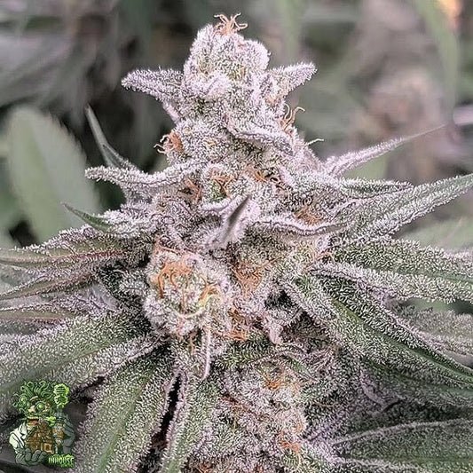 Jamz (Jelly Breath S1 x Slurricane #44) 3 seeds