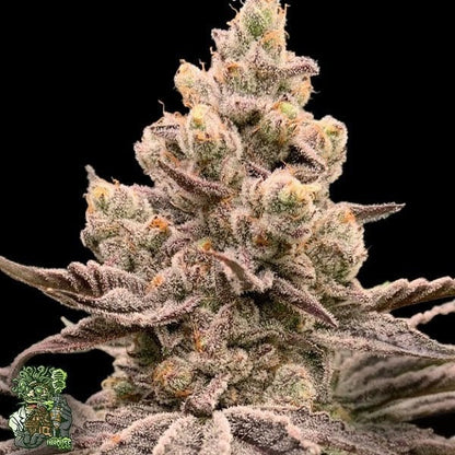 Garlic Storm ((GMO x Slurricane) x Slurricane #23) 3 seeds