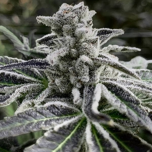 Iced Out (Slurricane #7 x Purple Punch) 3 seeds