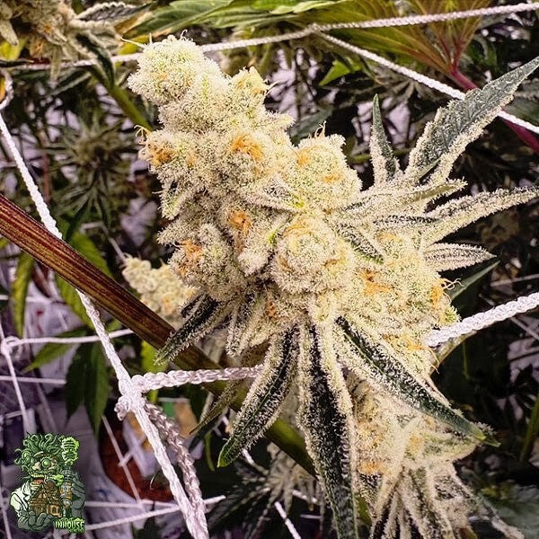 Platinum IX 3 fem seeds