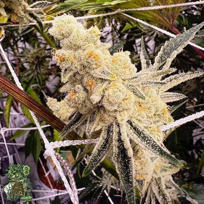 Platinum IX 3 fem seeds