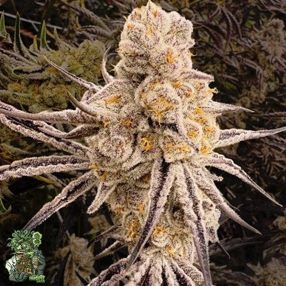 Platinum IX 3 fem seeds