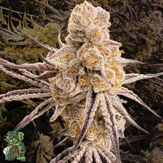 Platinum IX 3 fem seeds