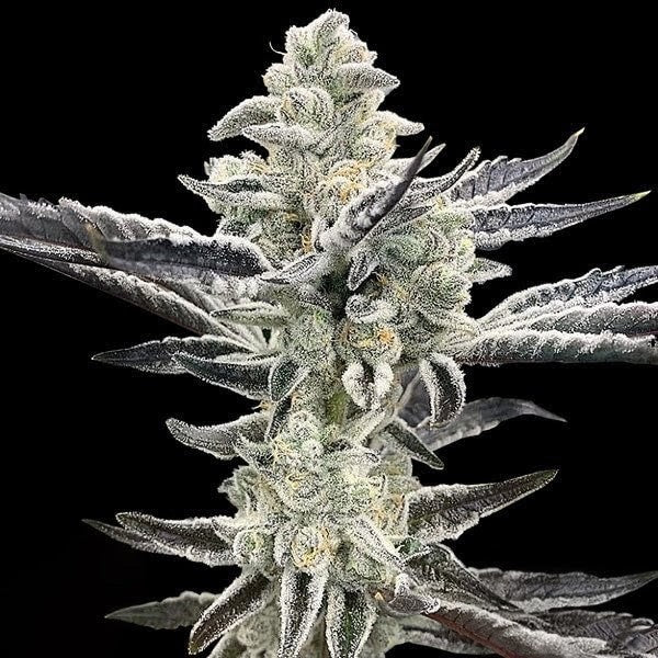 Platinum Kush Breath Remix (Platinum x OGKB V2.1) 3 fem seeds