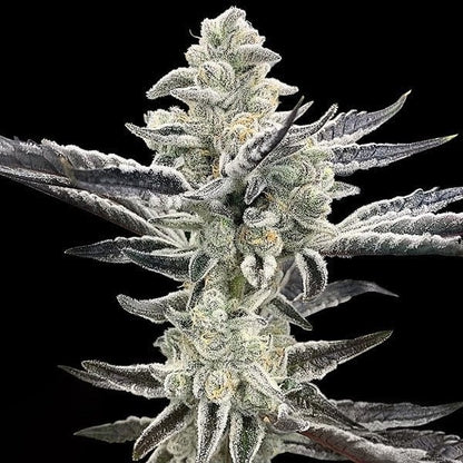 Platinum Kush Breath Remix (Platinum x OGKB V2.1) 3 fem seeds