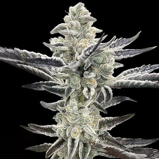 Platinum Kush Breath Remix (Platinum x OGKB V2.1) 3 fem seeds