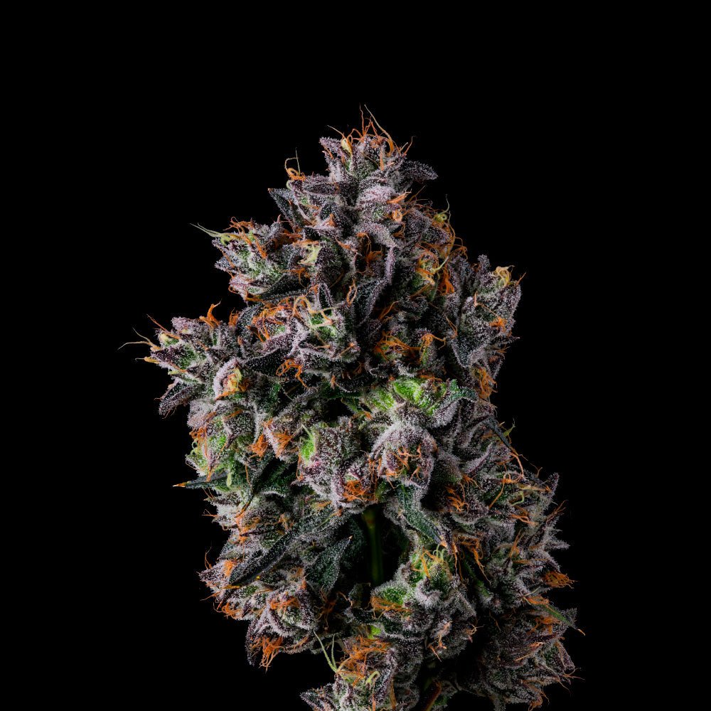 Blue Raspberry Runtz Azulcar (Blue Sherb x Runtz) 7-Pack – Gas Station
