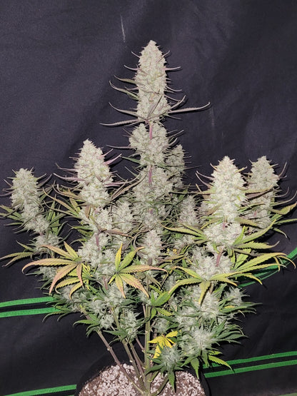 Tropicana Cookies Auto 5-Pack + 1 Gorilla Zkittlez Auto