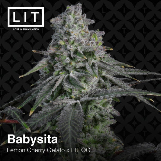 Babysita (Lemon Cherry Gelato x LIT OG) 6 - Pack - Gas Station