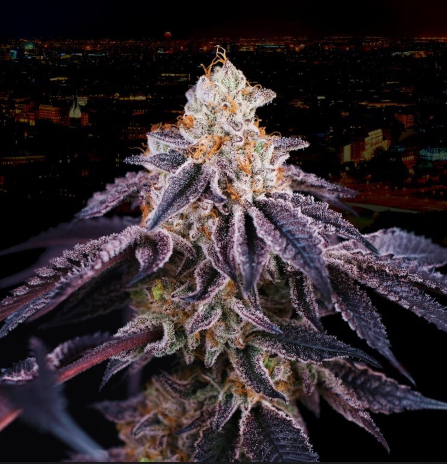 Baked in Paris (Wedding Cake x Jet A) - Gas Station
