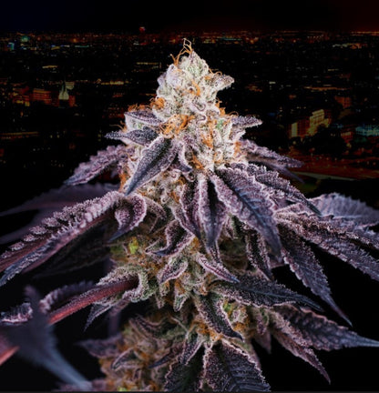 Baked in Paris (Wedding Cake x Jet A) - Gas Station
