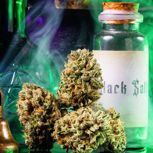 Big Z (Wizzy[Zkittlez] x Zangria) 3-Pack