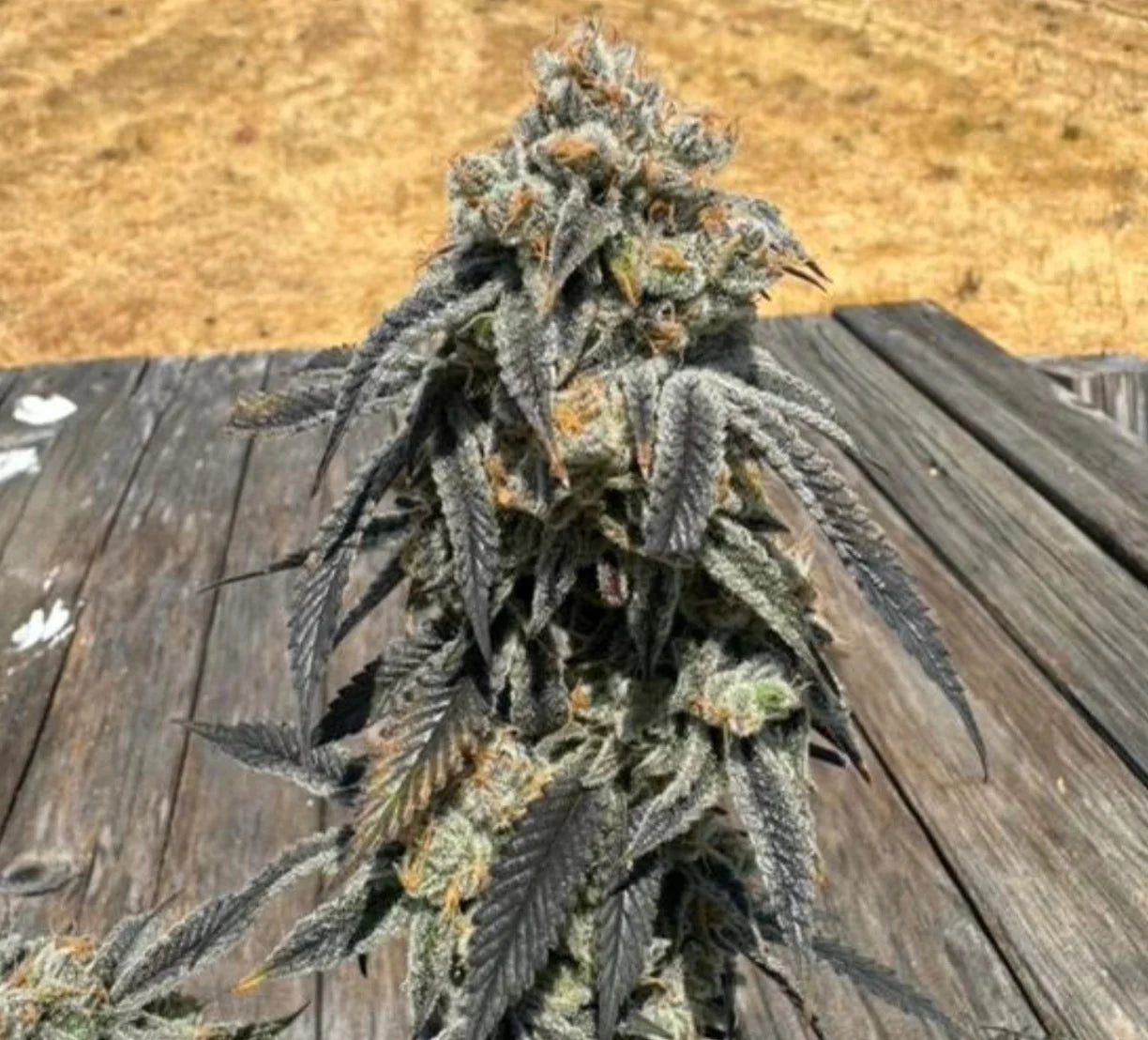 Black Cherry Bliss (Black Cherry Pie x Black Cherry Smoothie) 6-Pack