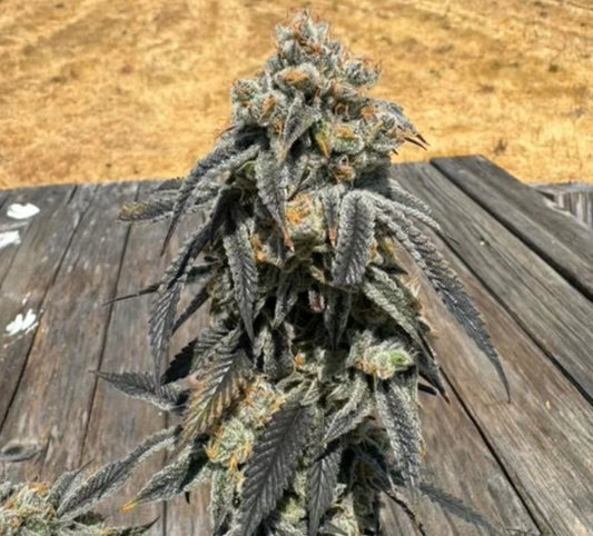 Black Cherry Bliss (Black Cherry Pie x Black Cherry Smoothie) 6-Pack