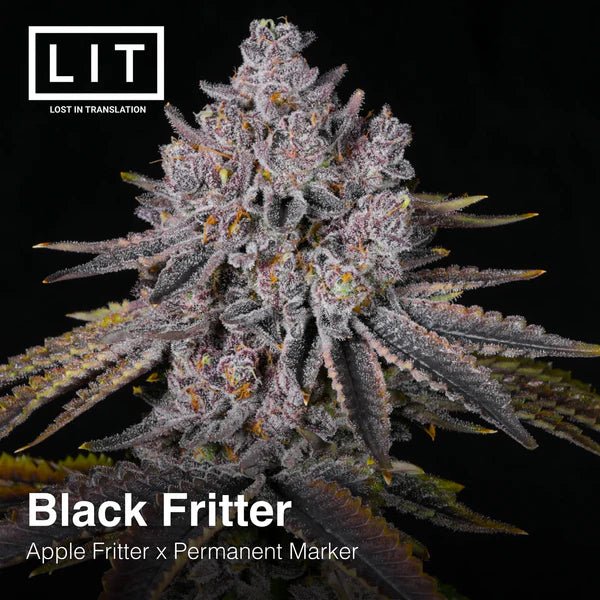 Black Fritter (Apple Fritter x Permanent Marker) 6 - Pack - Gas Station