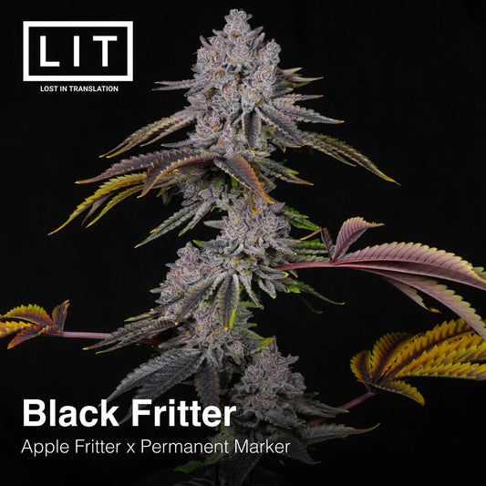 Black Fritter (Apple Fritter x Permanent Marker) 6 - Pack - Gas Station