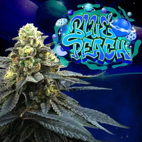Blue Peach (Blue 16 x Peach Ozz) Feminized seeds x6