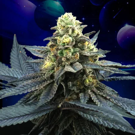 Blue Peach (Blue 16 x Peach Ozz) Feminized seeds x6