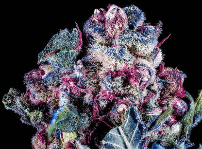 Blue Zushi S1 10+ feminized seeds - Gas Station